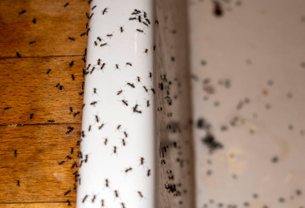 Insect Control in Johnstown, NY