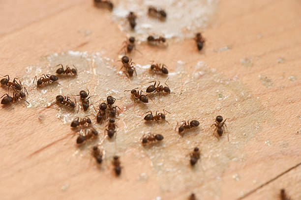 Best Residential Pest Control  in Johnstown, NY